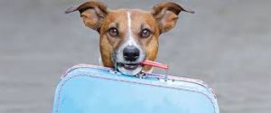 Dog holding suitcase in mouth